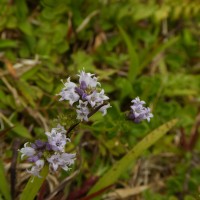 Neanotis nummularia (Arn.) W.H.Lewis